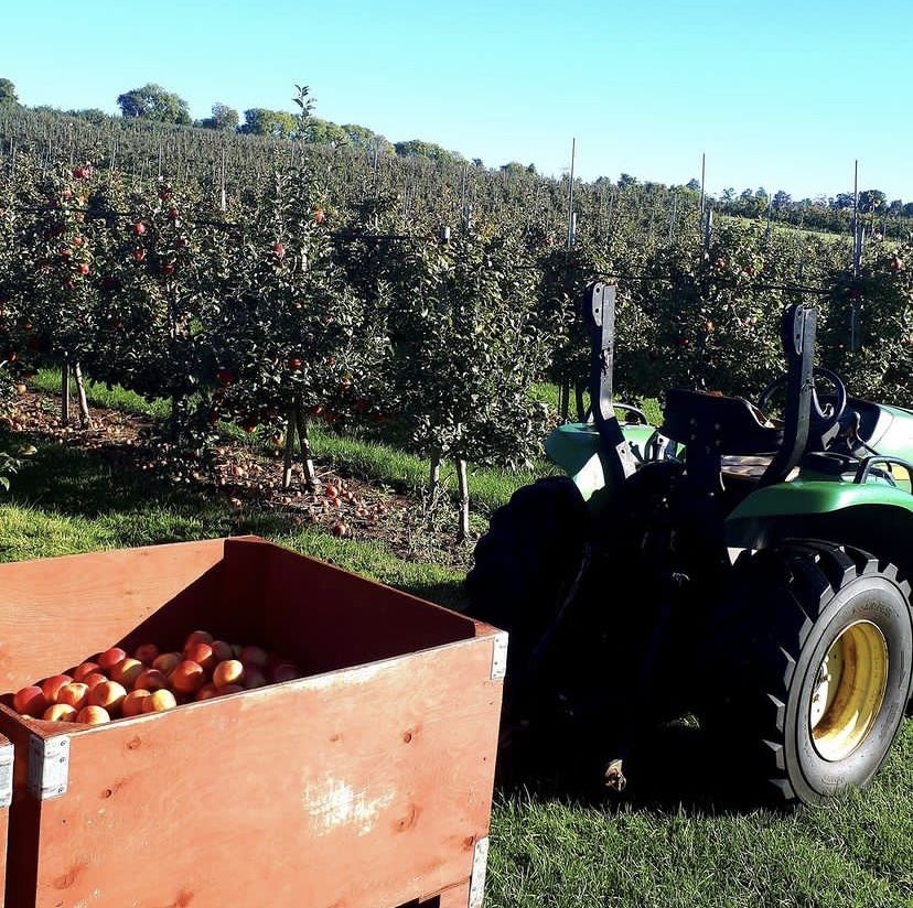 Wooden crate of apples behind a tractor in orchard
