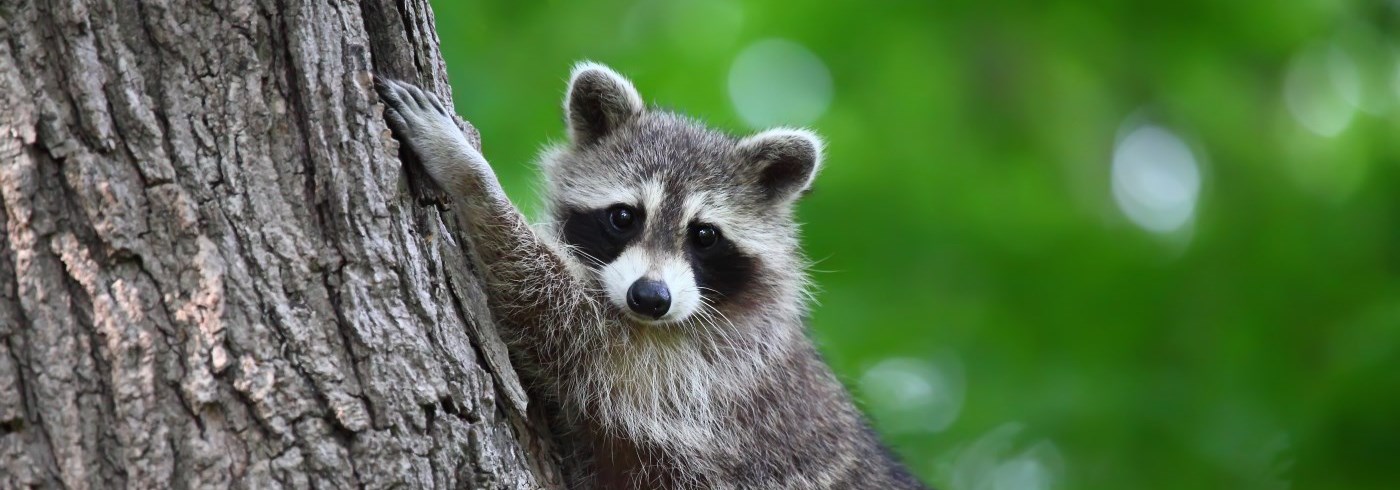 Young raccoon in a tree.