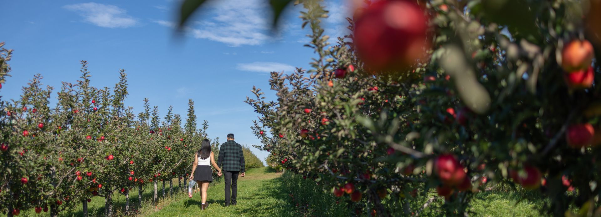 People walking through an apple orchard in Durham Region, Ontario, Canada.