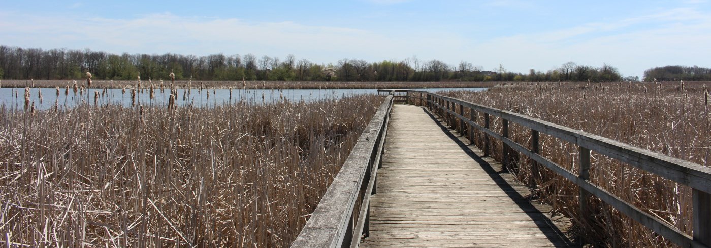 A picture of a trail in a marsh area by the water