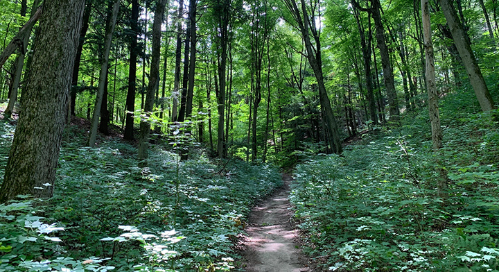 A photograph of a walking trail through a forest