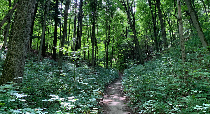 A picture of trees in a forest