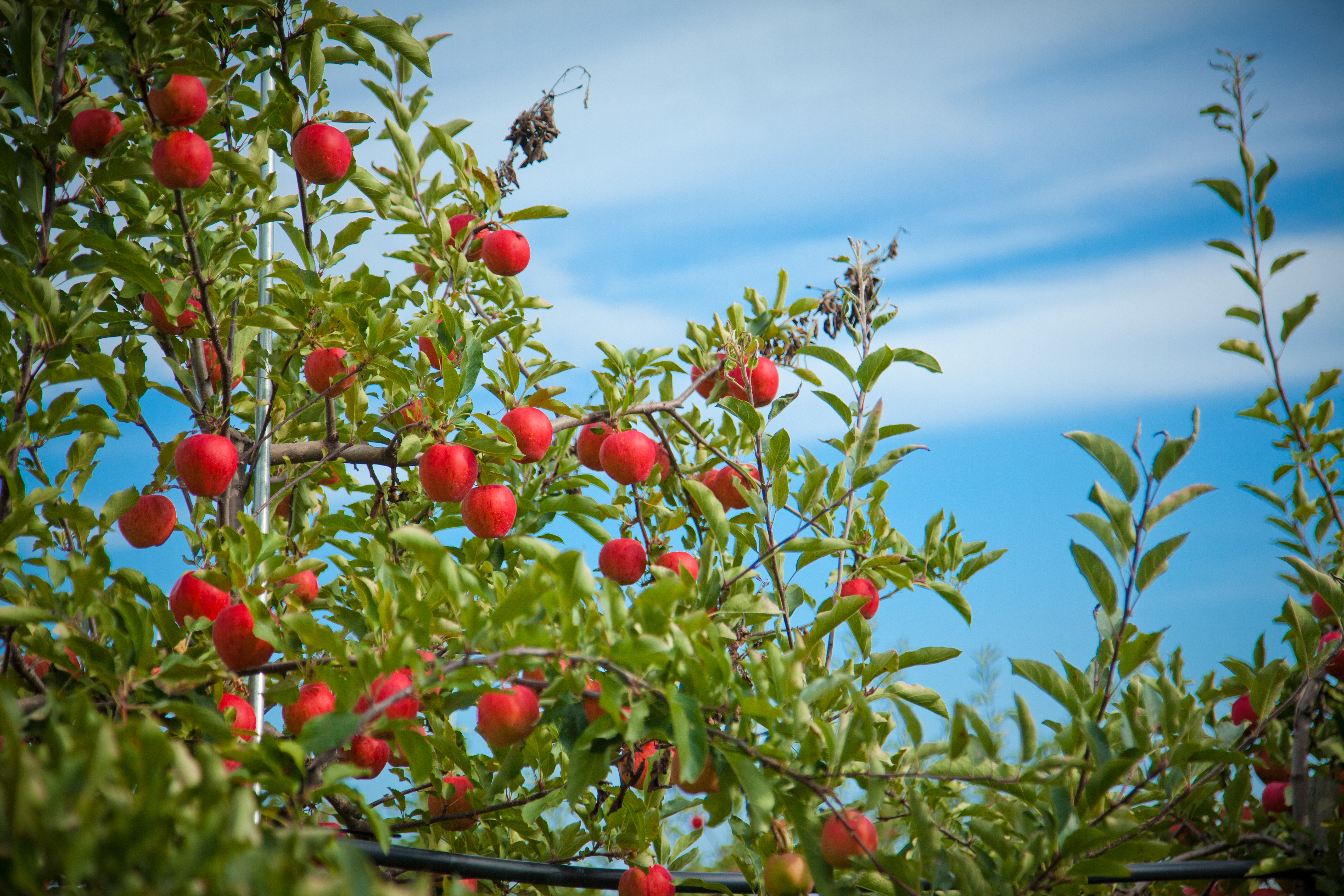 Apple trees and a clear blue sky