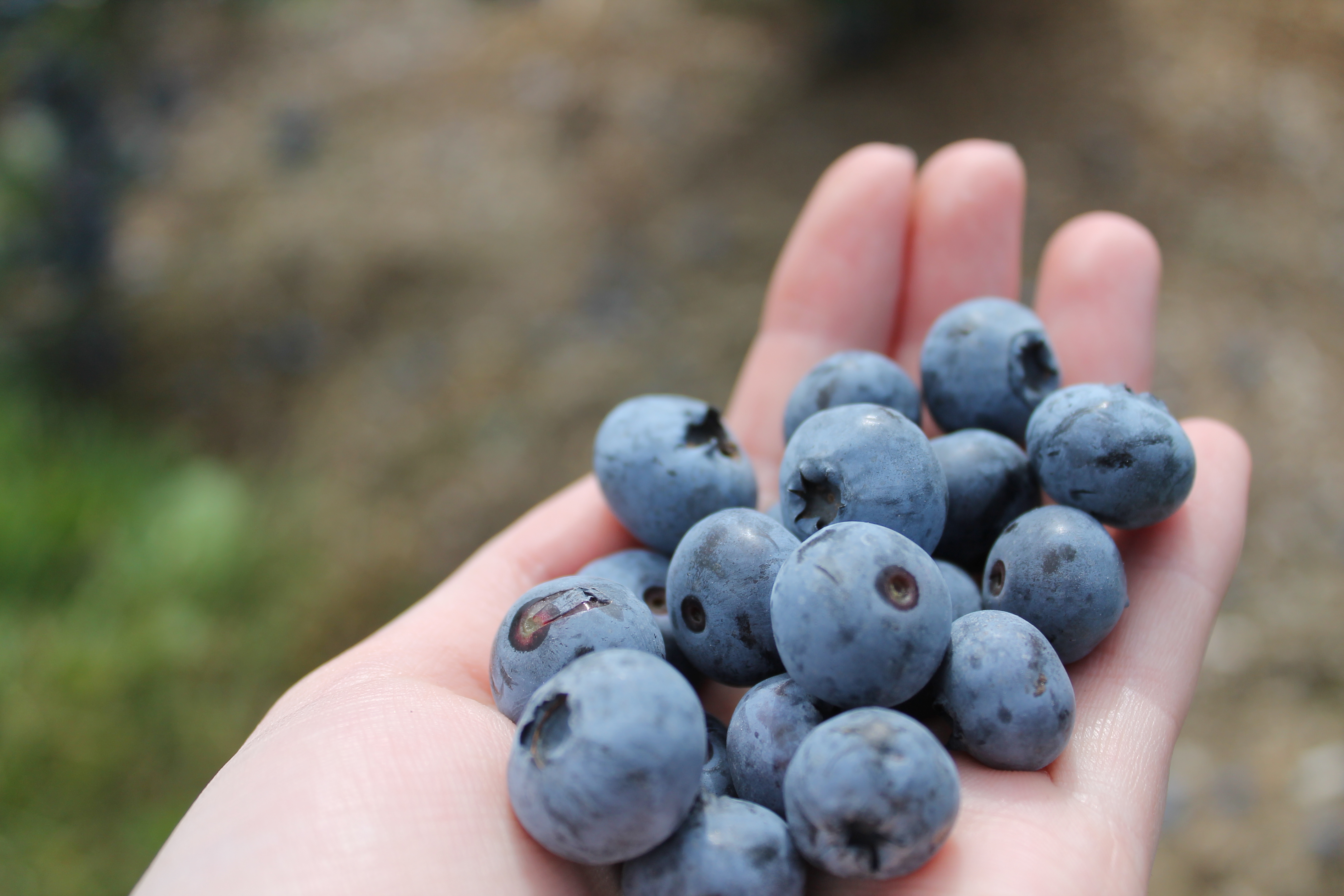 Wilmot Blueberries in Hand