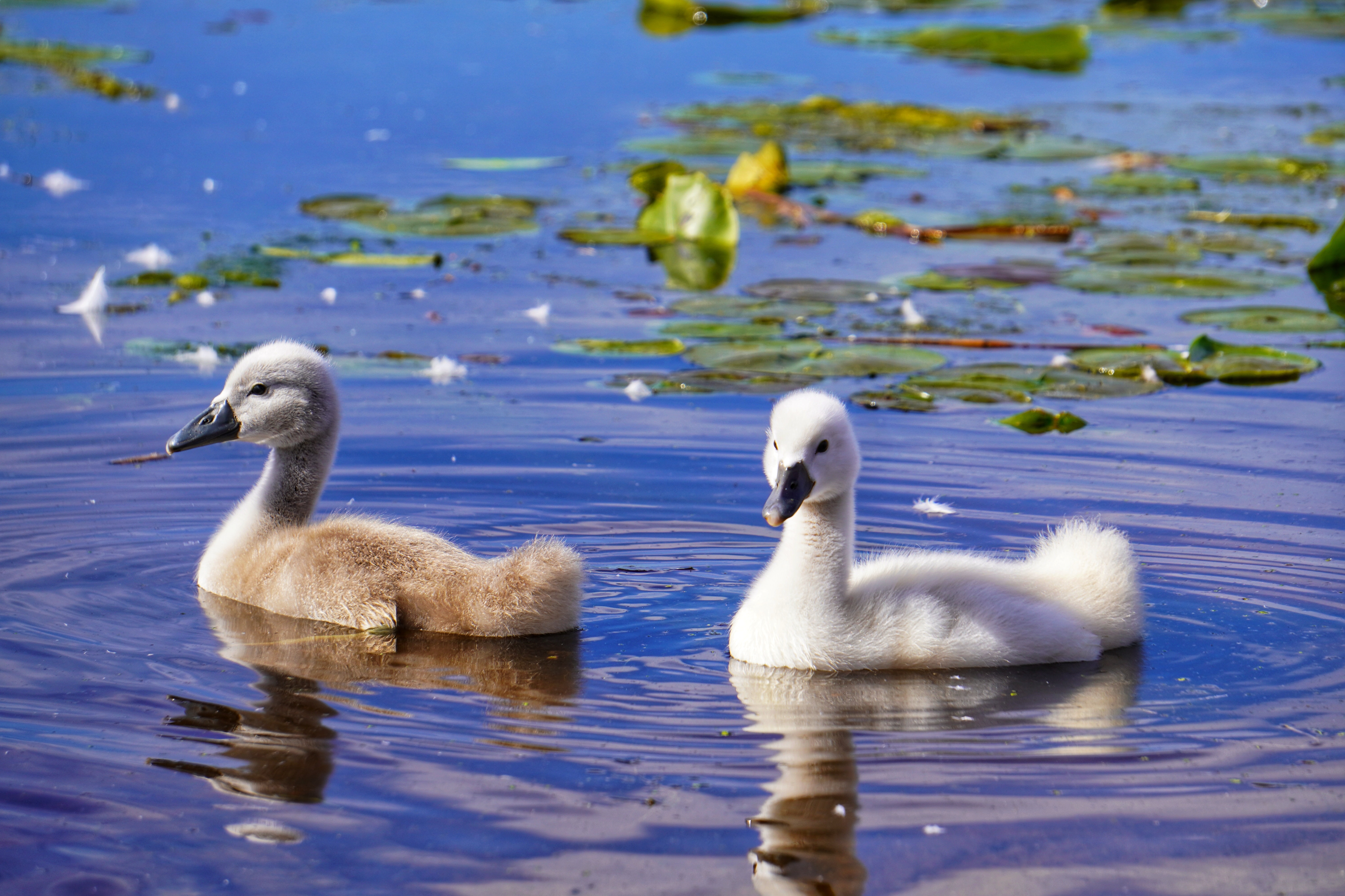 Baby swans in the water at Lynde Shores Conservation Area
