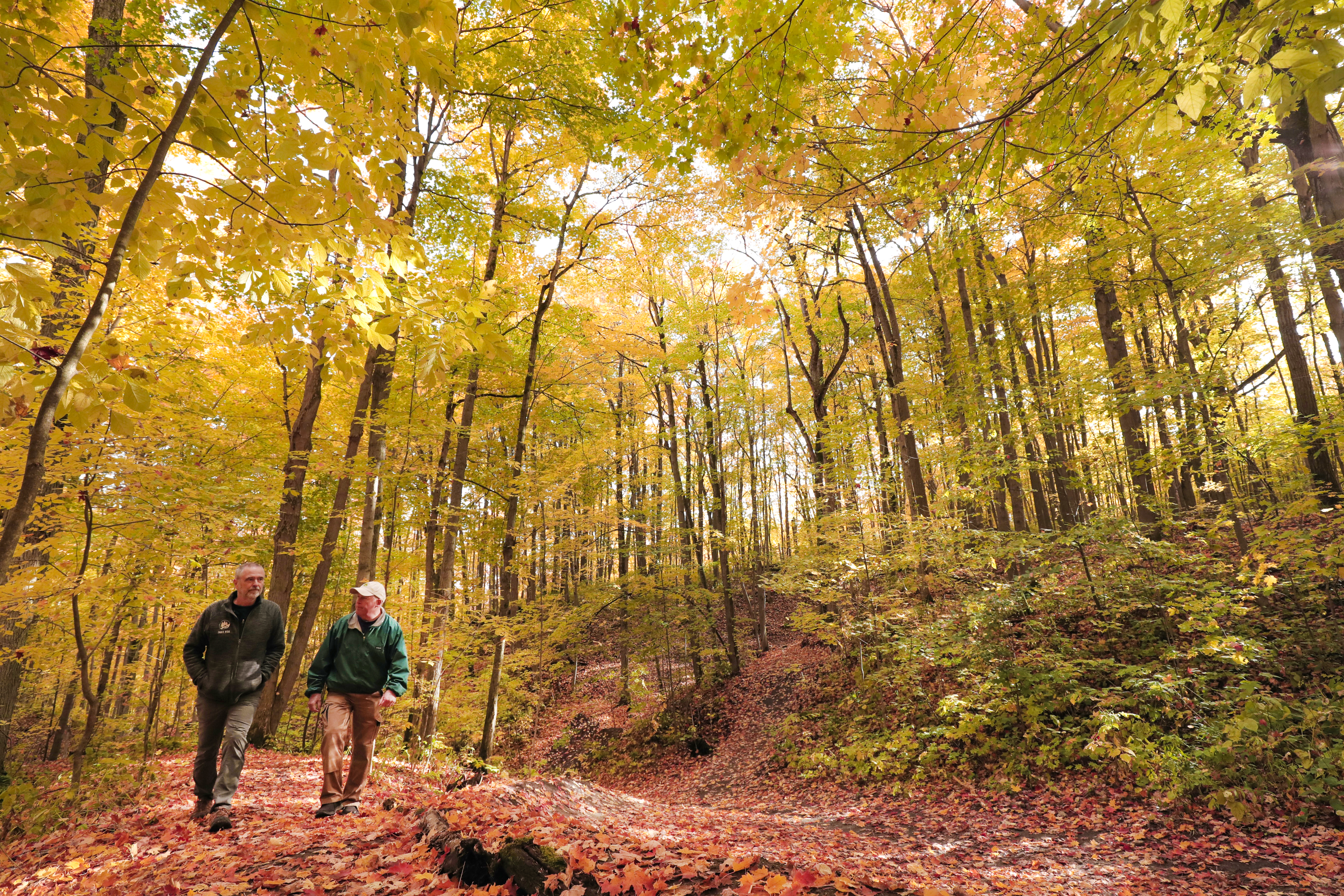 Two people hiking in a golden forest