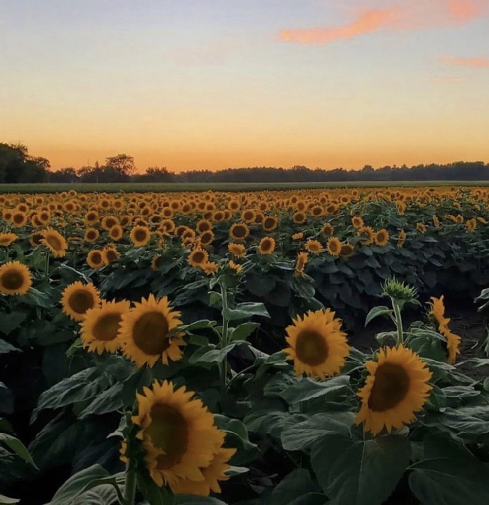 Sunflower field at dusk under a reddish and grey coloured sky