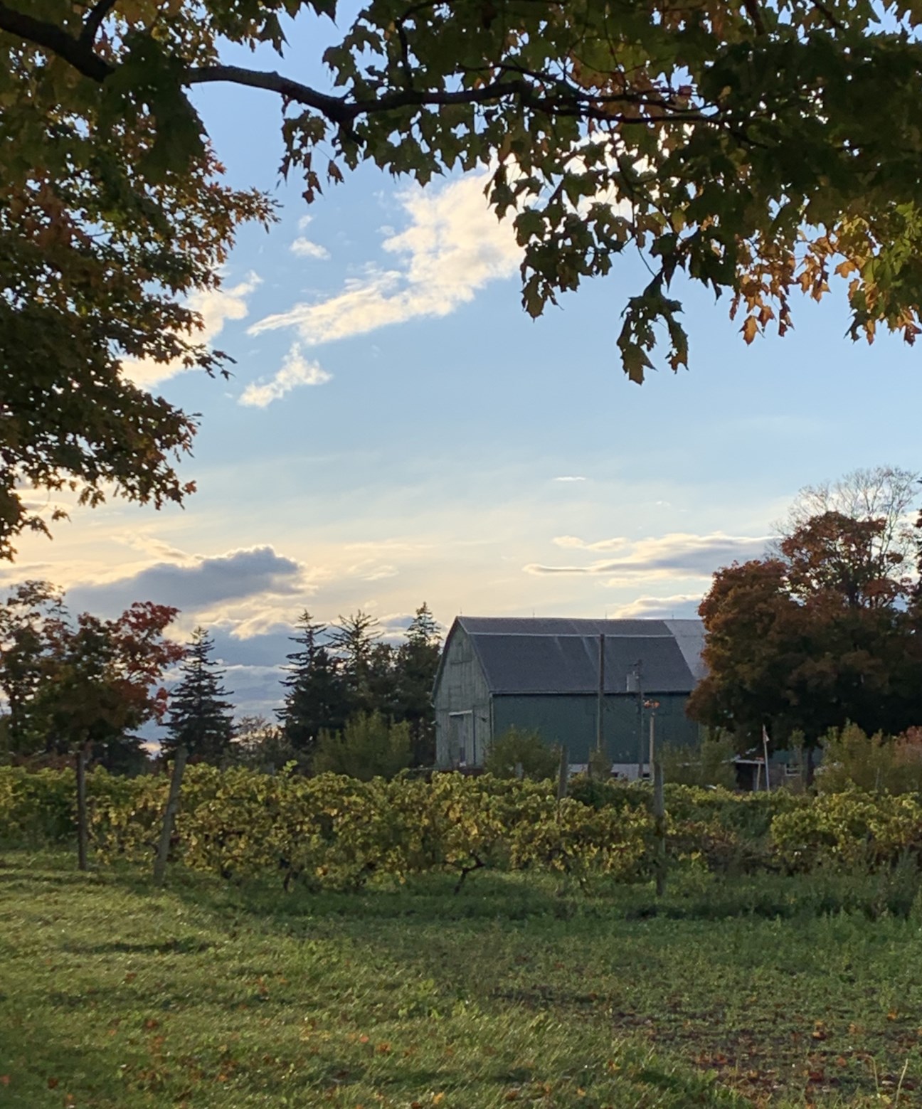 Green barn behind an apple orchard with lush trees and blue sky.