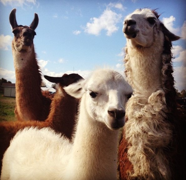 Alpacas