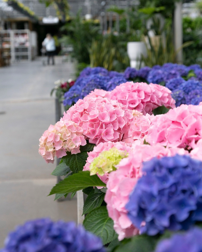 Blue and pink hydrangeas inside the garden centre at Vandermeer Nursery in  Ajax