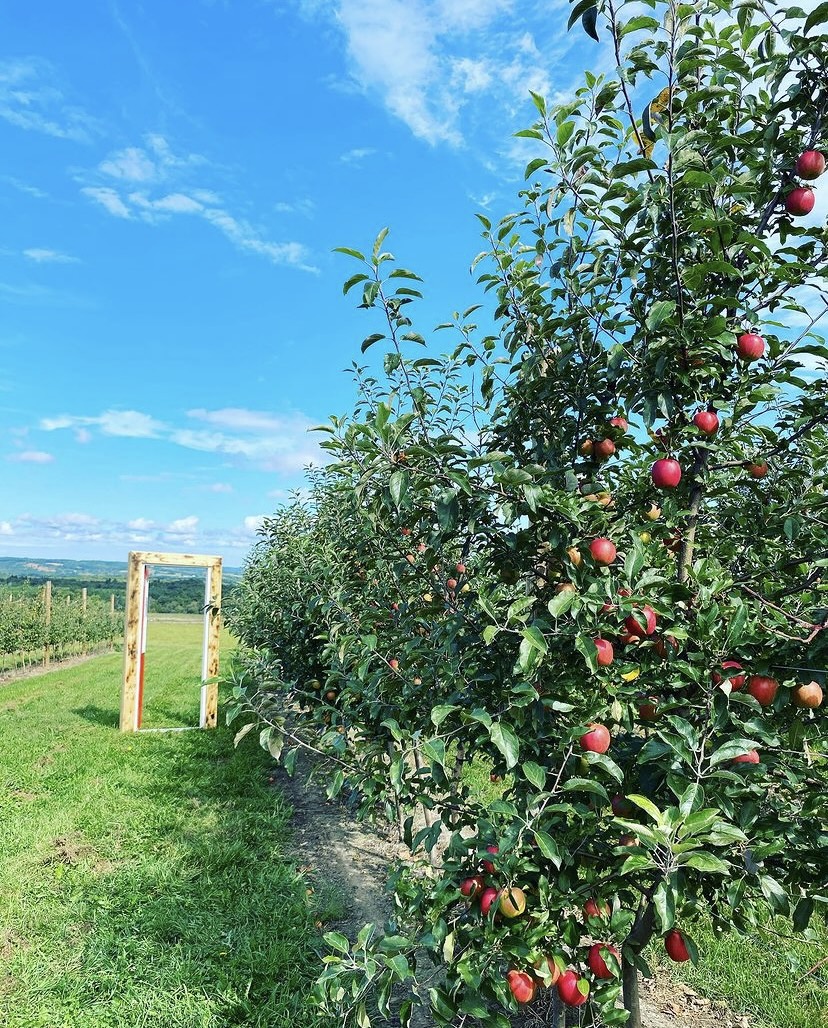 Brown Farms apple orchard with door frame between rows