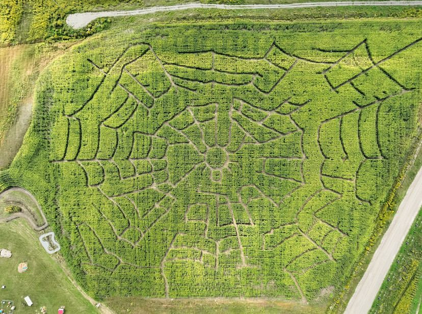 Buzzing Bees 2023 Corn Maze arial image