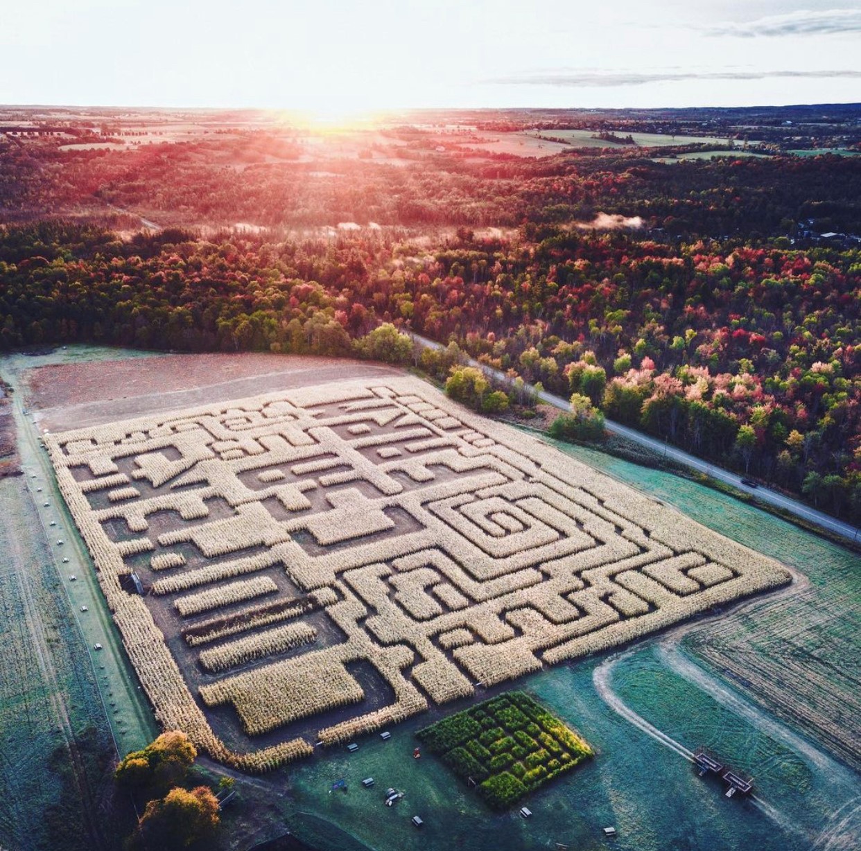 Coopers Farm corn maze