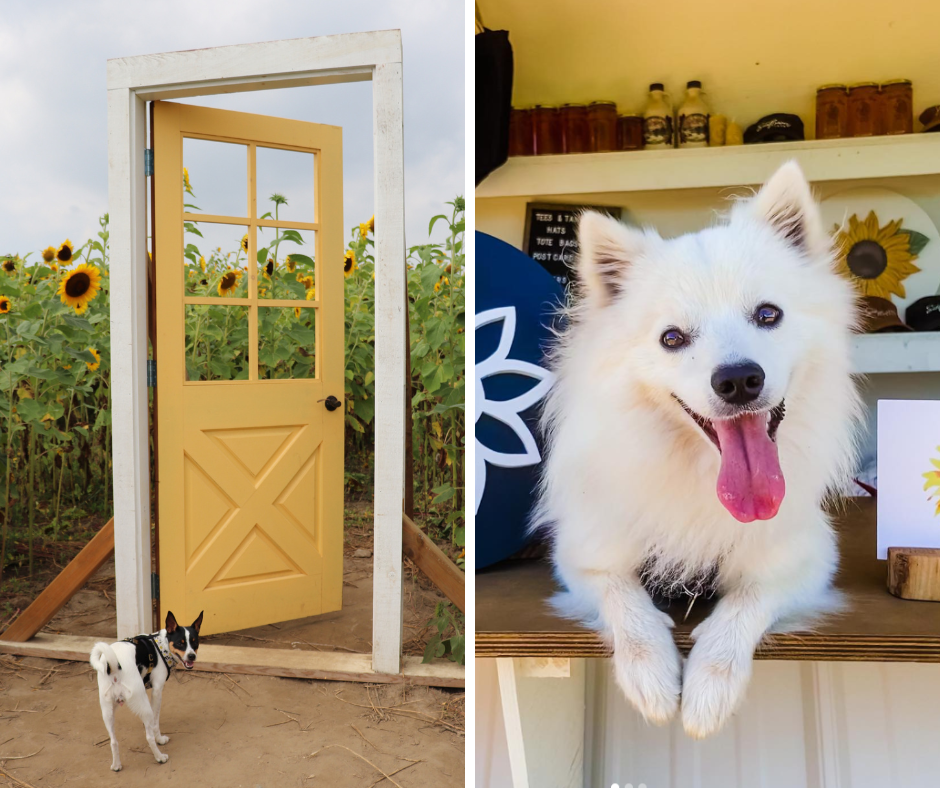 Small brown and white dog infront of a yellow door at a sunflower farm and a small white dog infront of sunflower themed decor