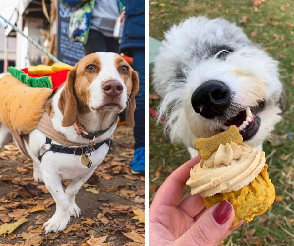 White and brown dog in a hotdog costume and a white dog eating a dog treat