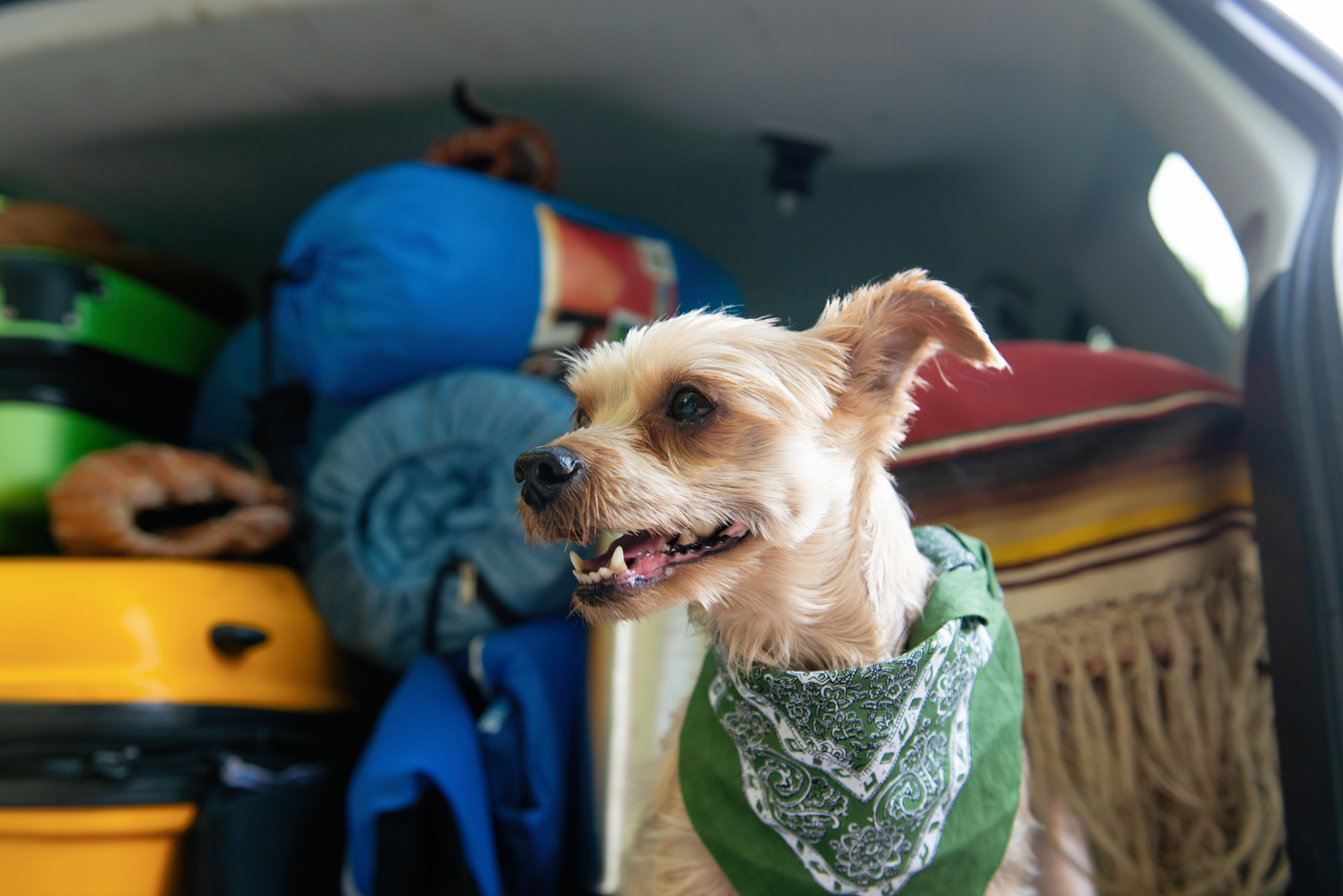 Small white dog wearing a green bandana sitting in the back of a vehicle packed with camping equipment