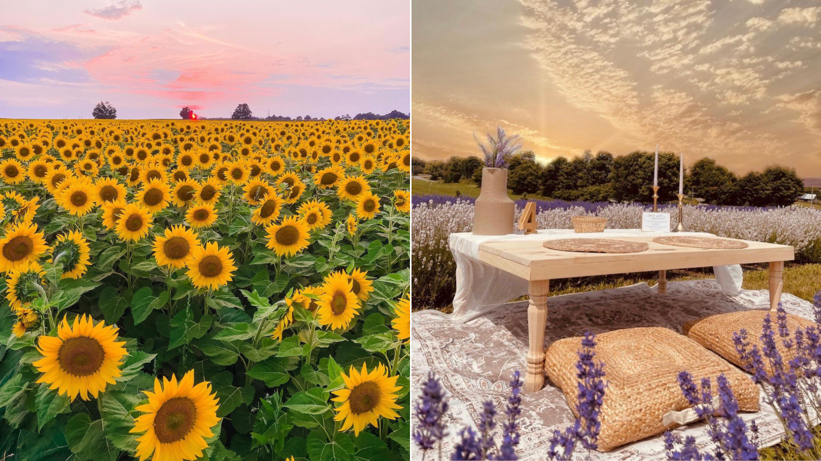 Collage photo with field of yellow sunflowers on the left and a wooden table with cushions in a lavender field on the right