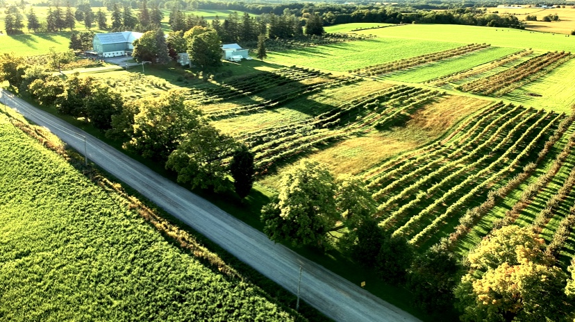 Ariel view of Ocala Winery in Scugog with green fields, dirt road and barn in the distance