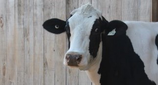 Cow in barn