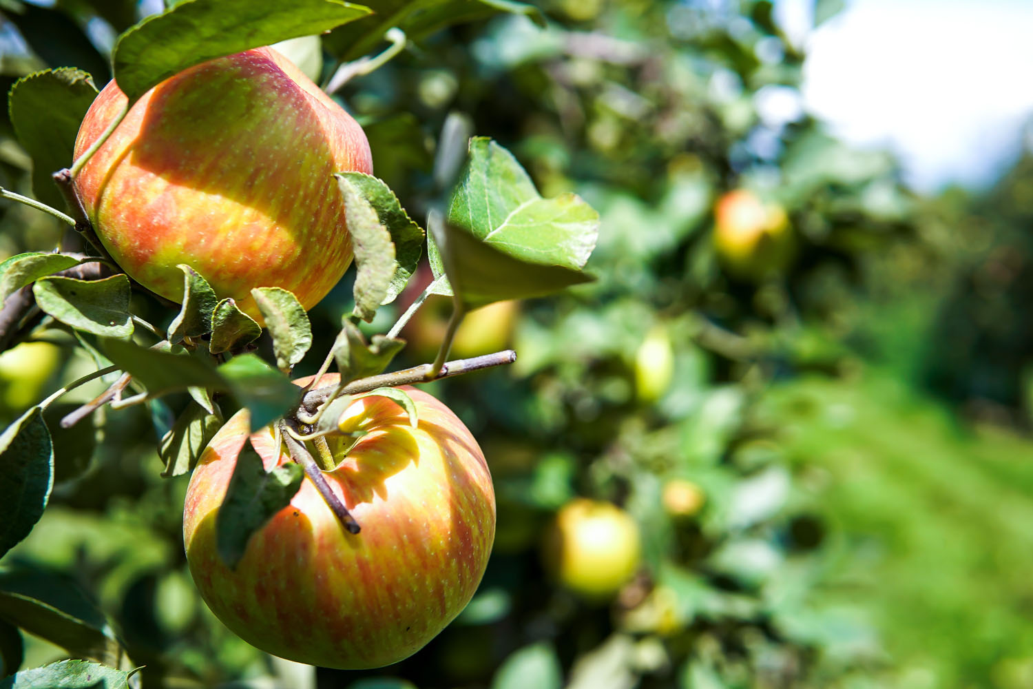 Apples hanging in trees