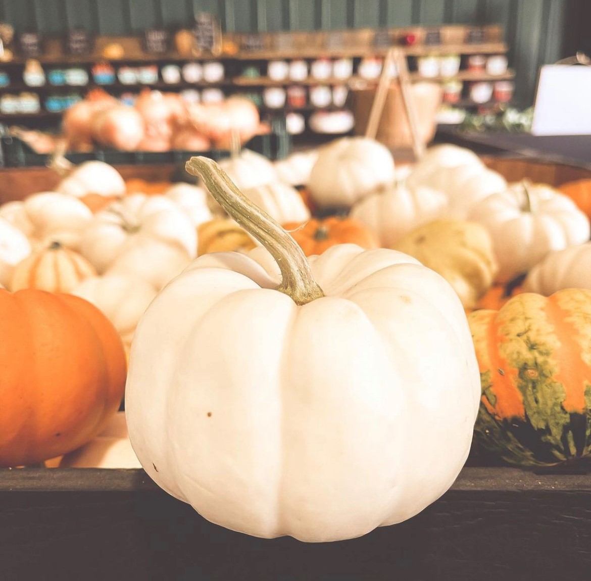 Maple Grove Orchards pumpkins