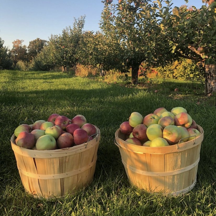 Two apple baskets filled with red and green apples in orchard