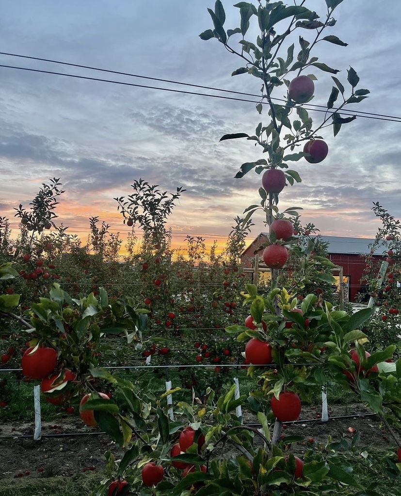 Pingle's Farm apple orchard at sunset with a red barn in the background