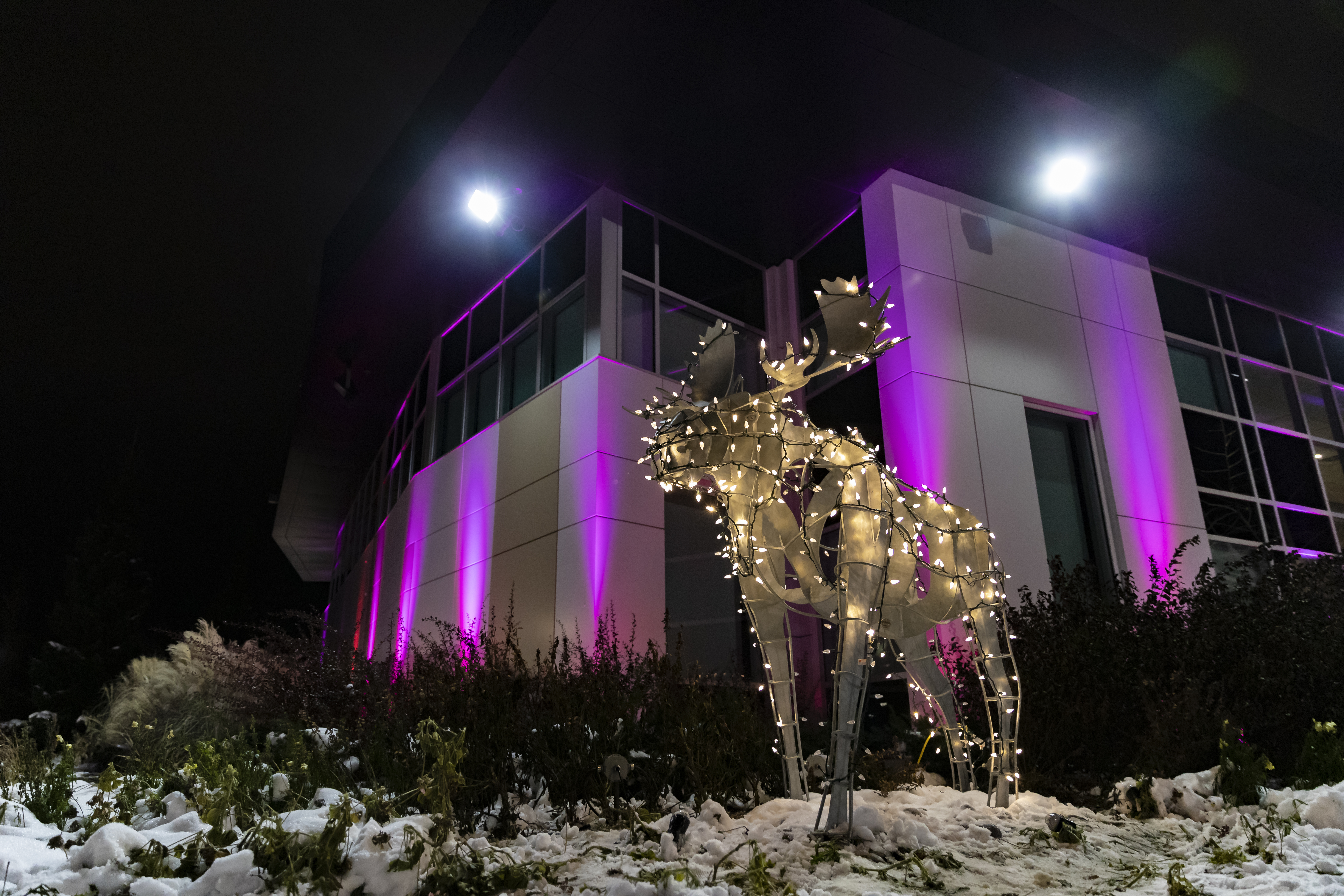 Oshawa City Hall lit with purple lights and a moose statue with white lights.