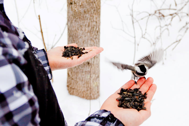 A person feeding Chickadees bird seed out of their hand on the Chickadee Trail at Lynde Shores Conservation Area in Whitby.