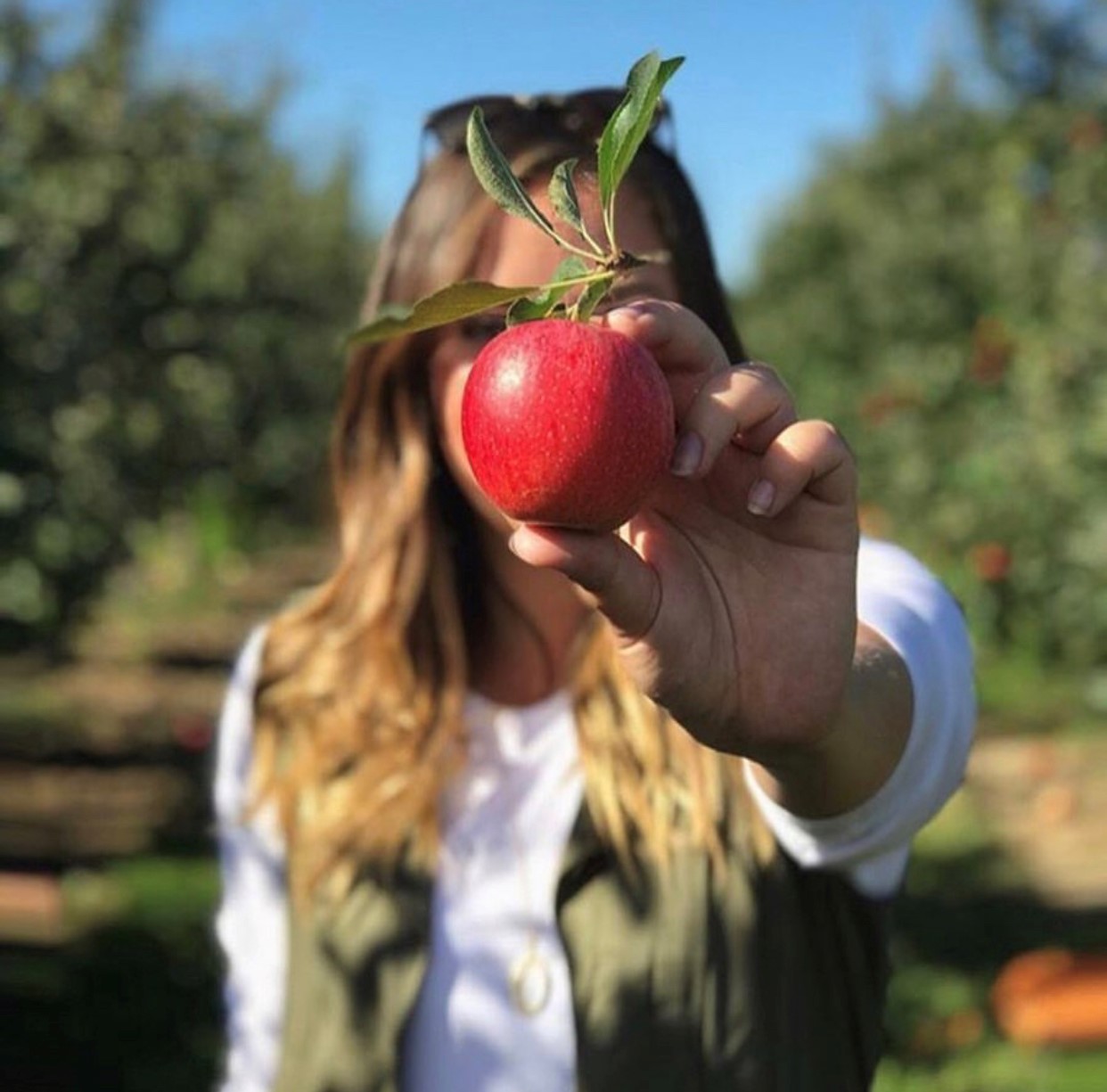 Woman holding a red apple in front of her face in an apple orchard.