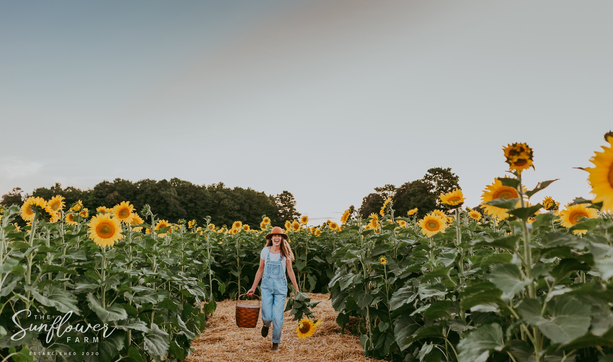 The Sunflower Farm Sunflower Field