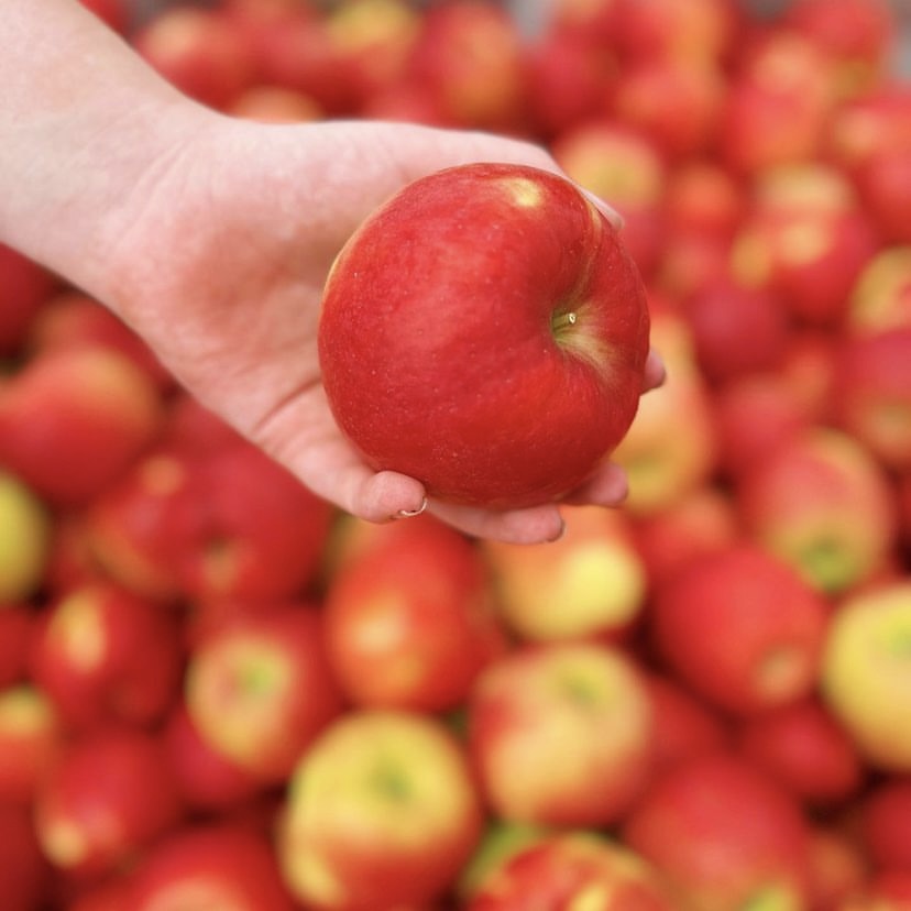 Arm and hand holding a red apple with red apples in the background