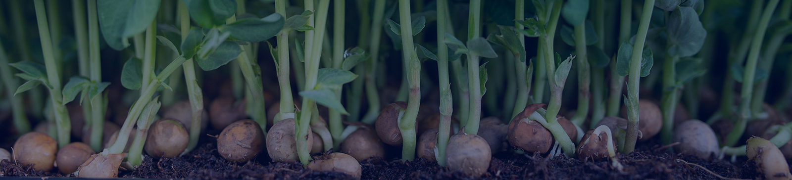 Image of greenhouse farming in Durham Region