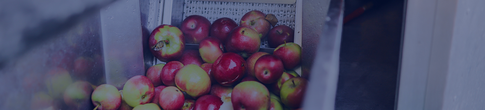 apples in durham region