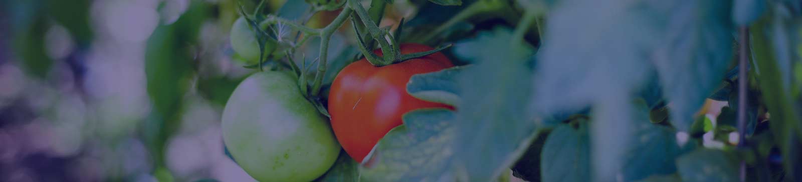 Close up of tomatoes growing.