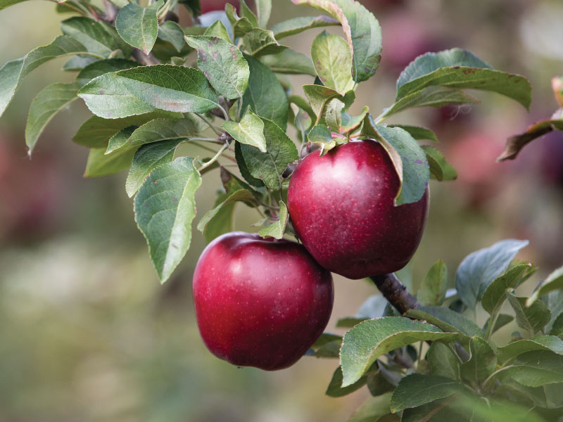 Close up of red apples hanging in a tree.