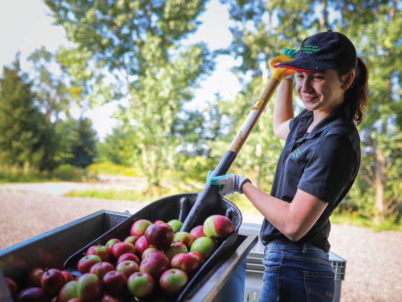 Young woman scooping apples for processing.