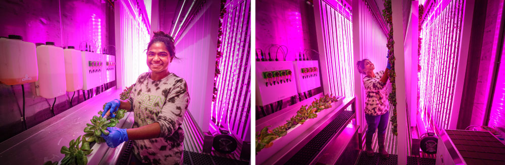 Woman preparing hydroponic greens for vertical farming.