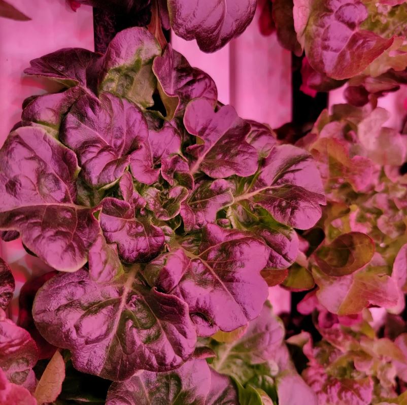 Close up of mixed greens growing indoors with pink lighting.