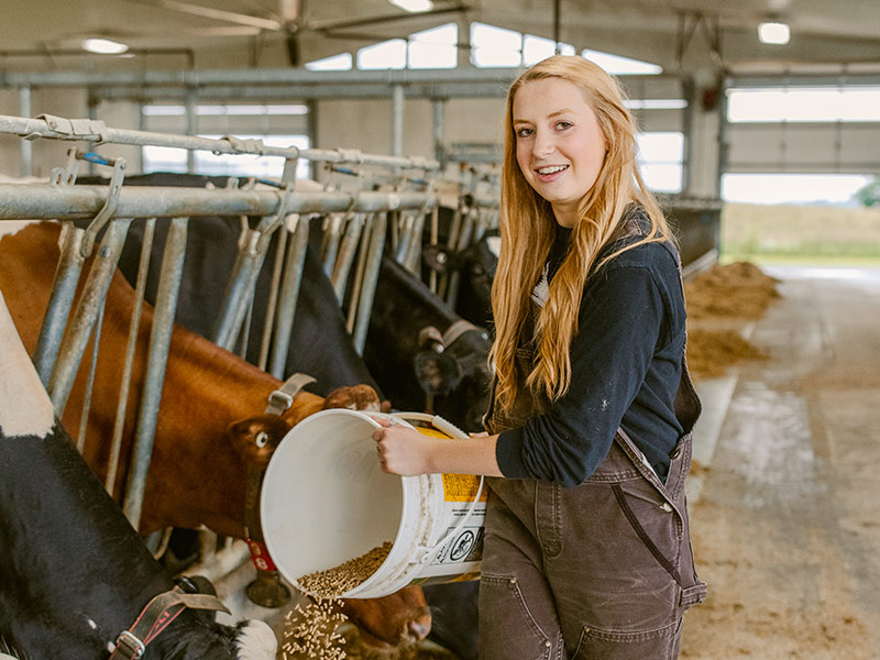 Woman feeding cows at West Port Dairy.