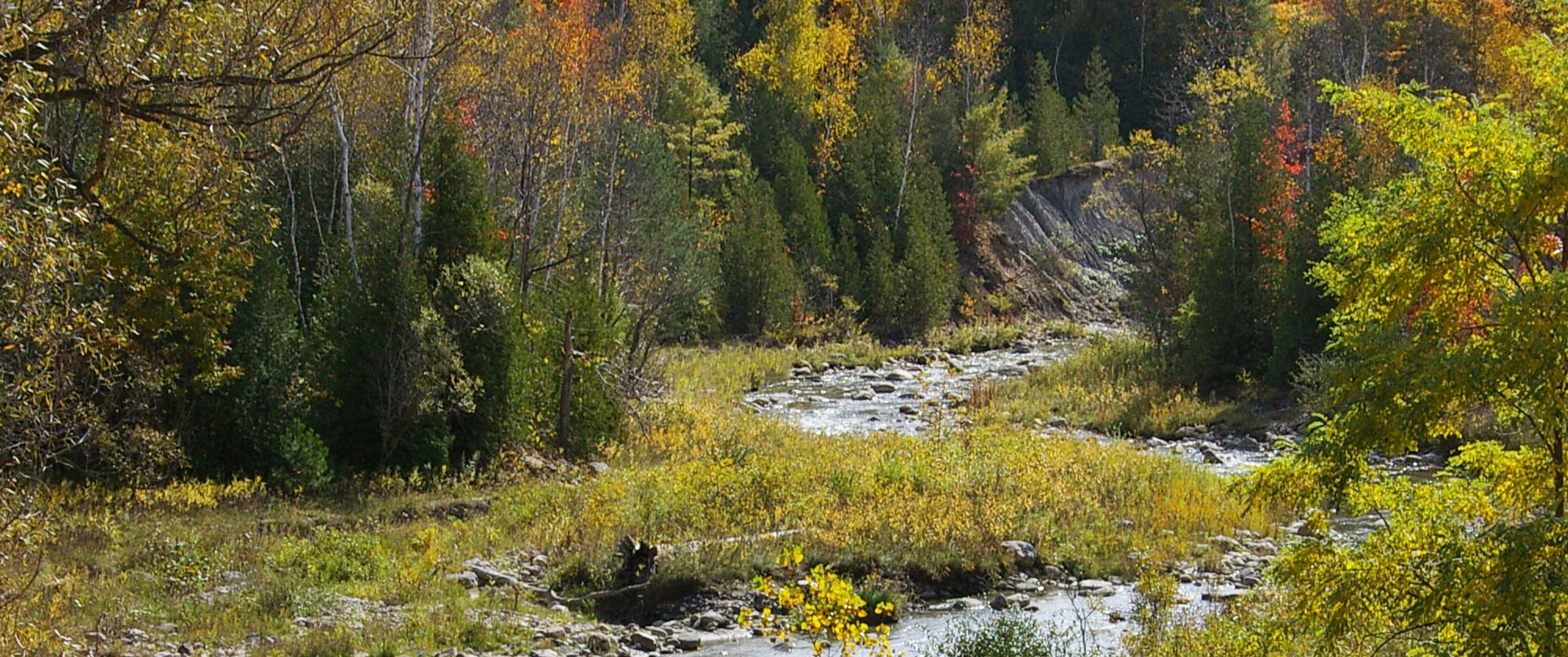 Creek with water and trees