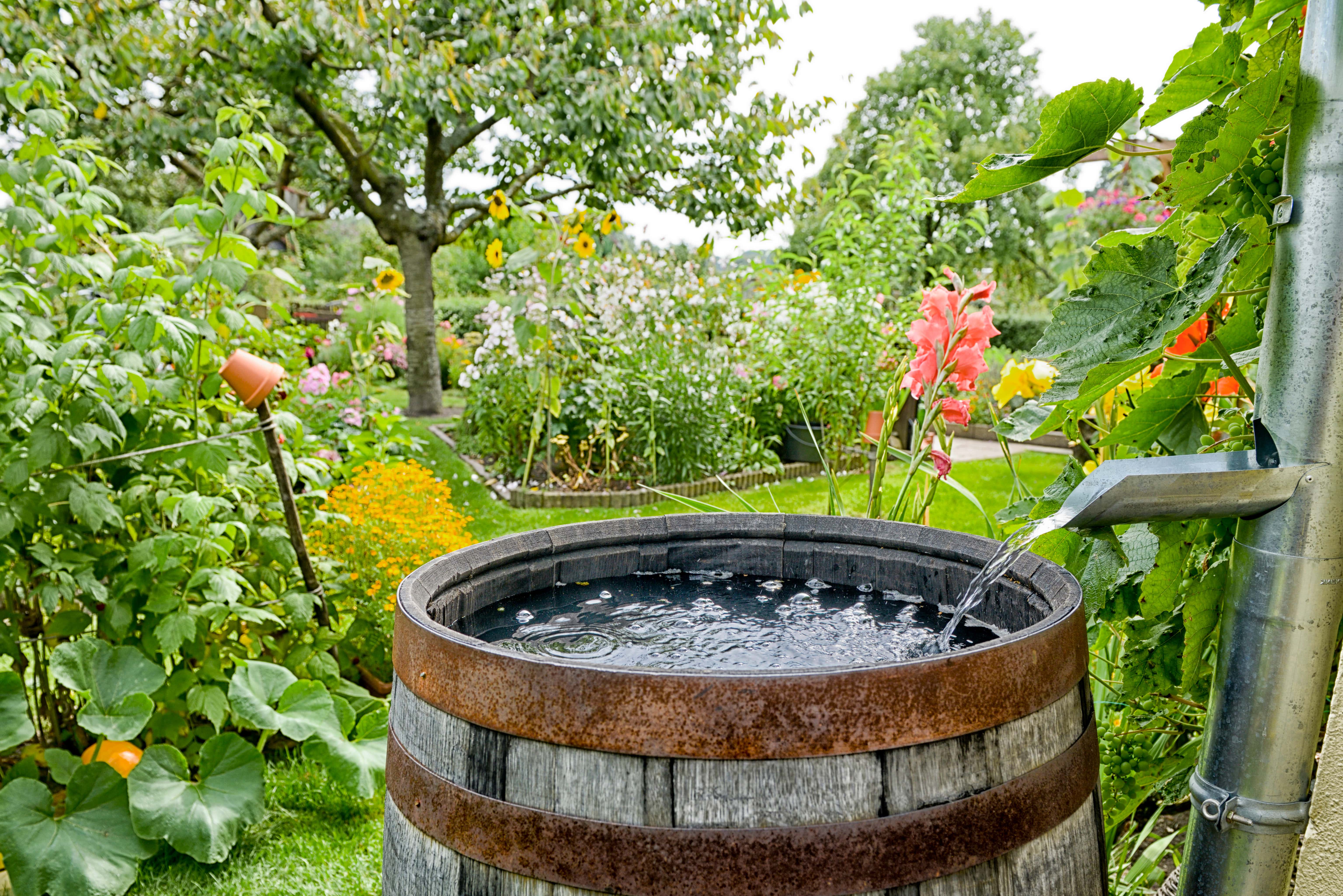 Rain barrel collecting water from a roof