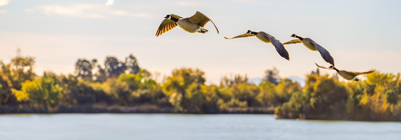 Birds flying above water.