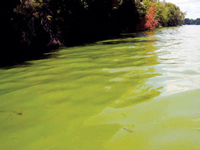 Blue-green algae