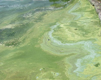 Blue-green algae