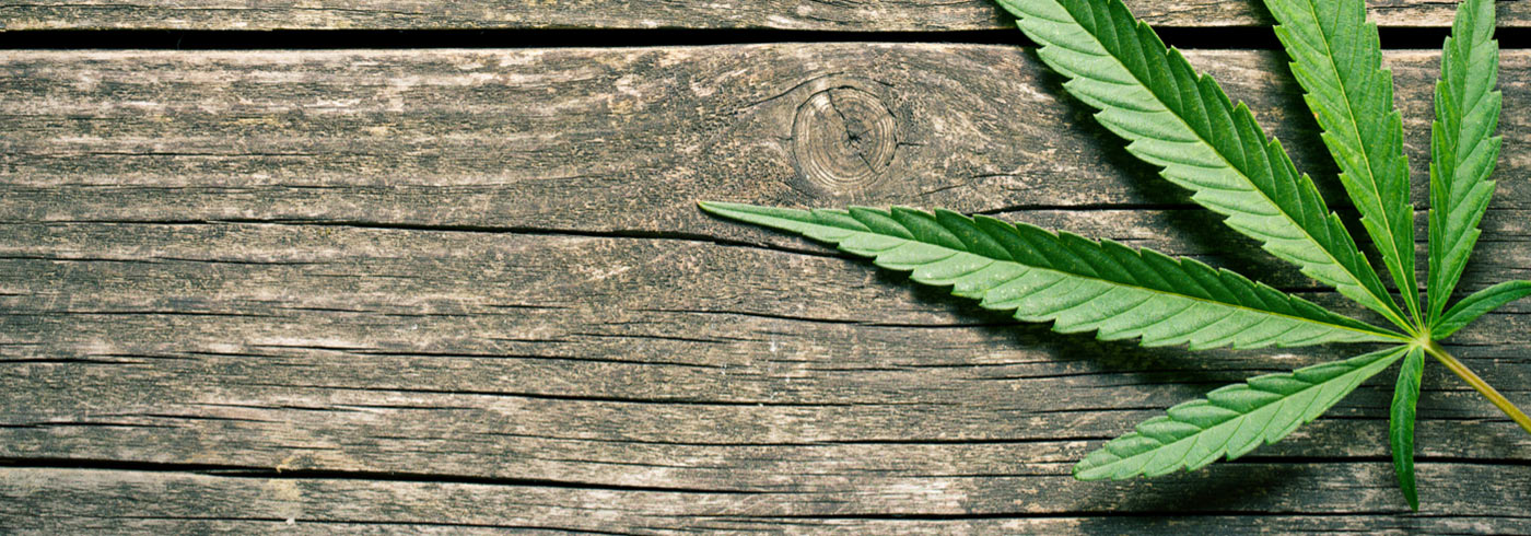 Cannabis leaf on wood background.