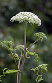 Giant Hogweed plant.