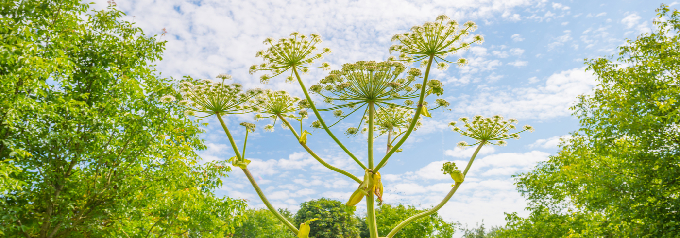 Giant Hogweed plant.