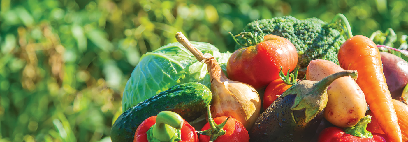 Harvest Garden Harvest Garden