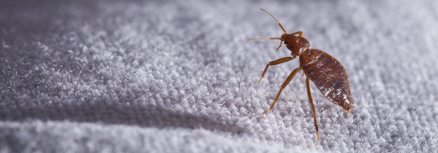 Bedbug on a mattress.